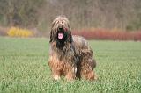 BRIARD 119
